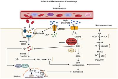 Ferroptosis—A Novel Mechanism With Multifaceted Actions on Stroke